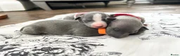 Italian Greyhound dogs for sale: Outstanding KC reg Italian greyhound puppies  - Advert 11
