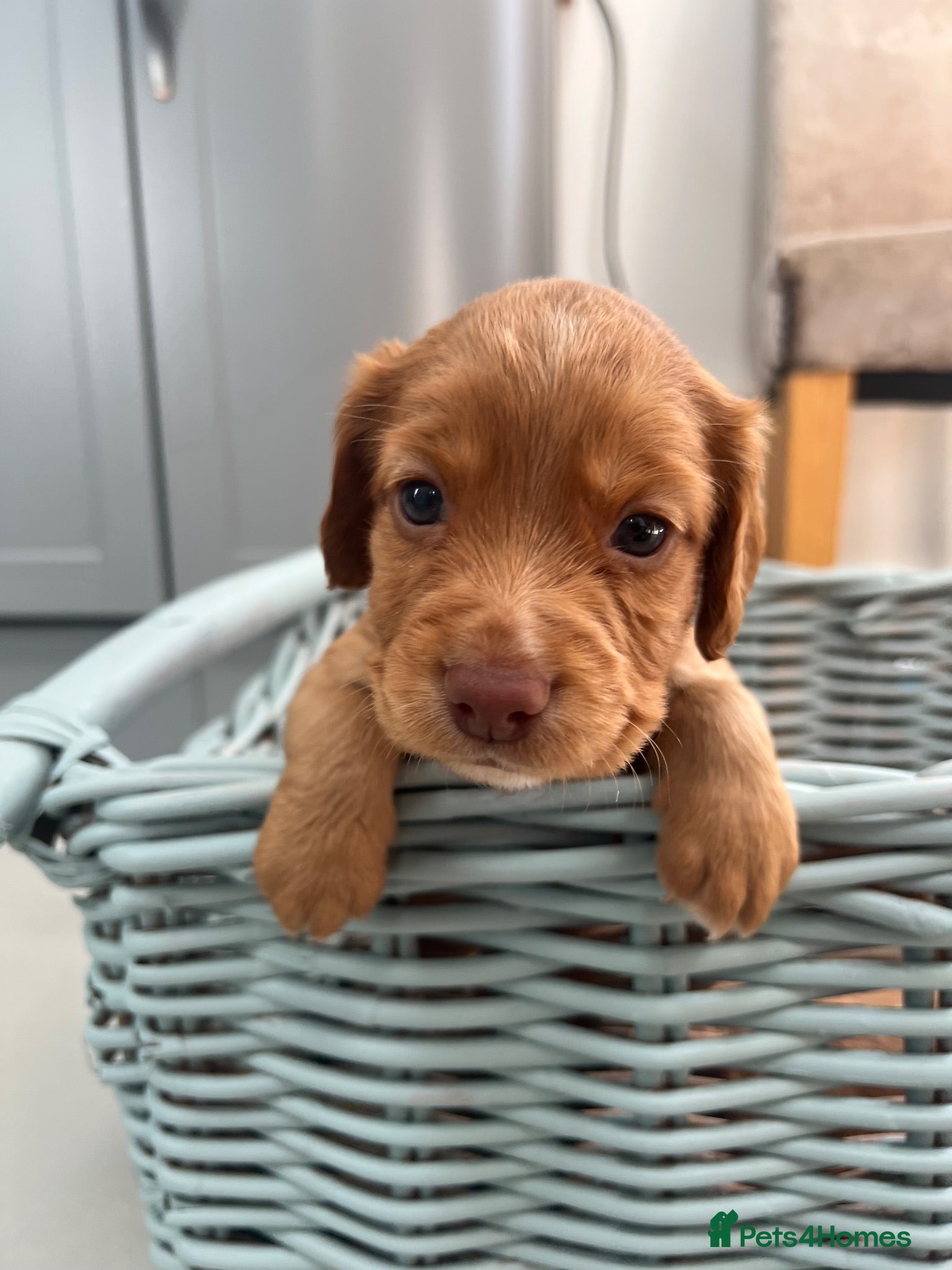 Cocker Spaniel dogs Cocker Spaniel  - Advert 1