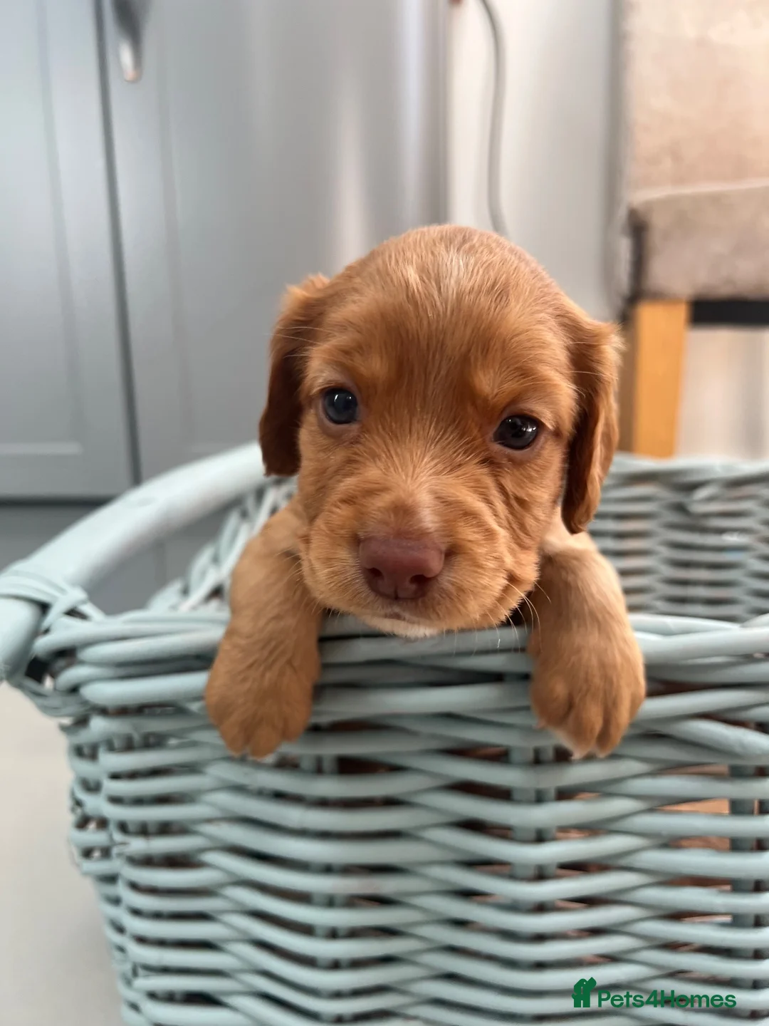Cocker Spaniel dogs for sale: Cocker Spaniel  in Taunton - Advert 1