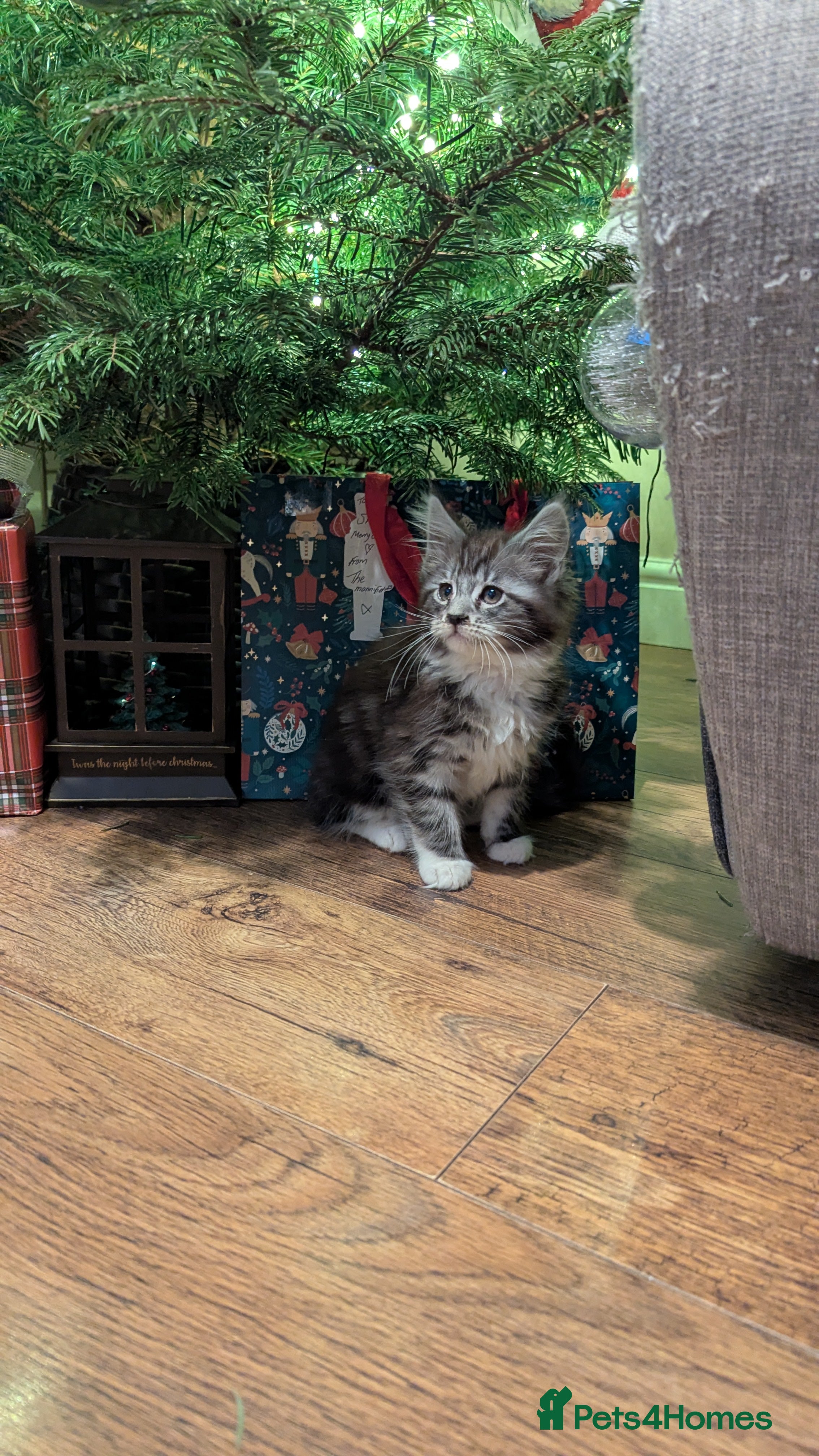 Maine Coon cats 2 boys and 1 girl  - Advert 3