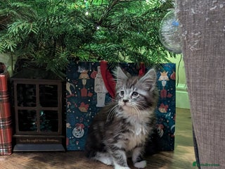 Maine Coon cats 2 boys and 1 girl - Advert 3