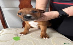Staffordshire Bull Terrier dogs for sale: Staffordshire Bull Terrier Puppies - Image 11