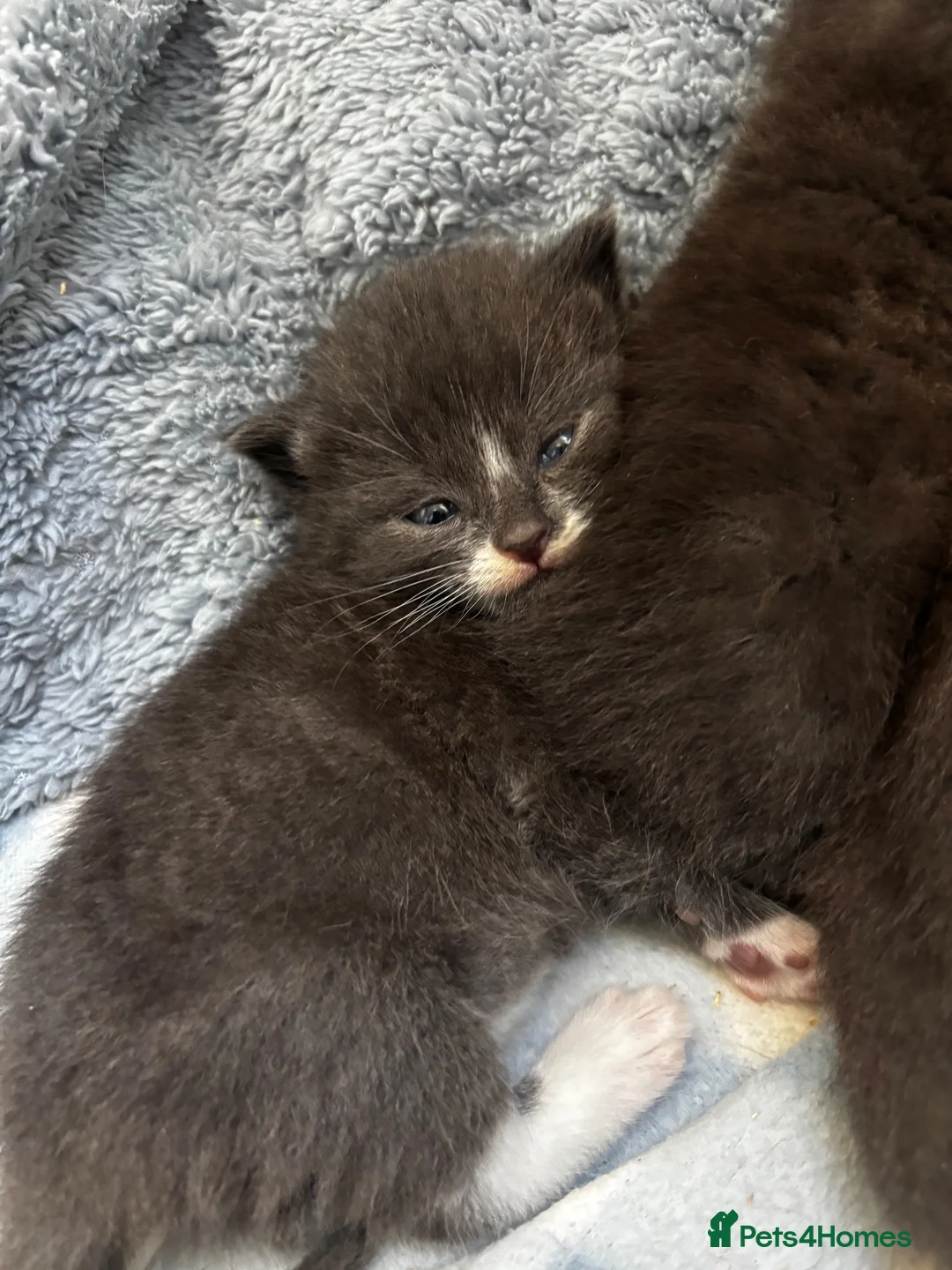 Mixed Breed cats for sale:  Gorgeous Grey Fluffy Kittens Looking for 🏡 - Advert 8