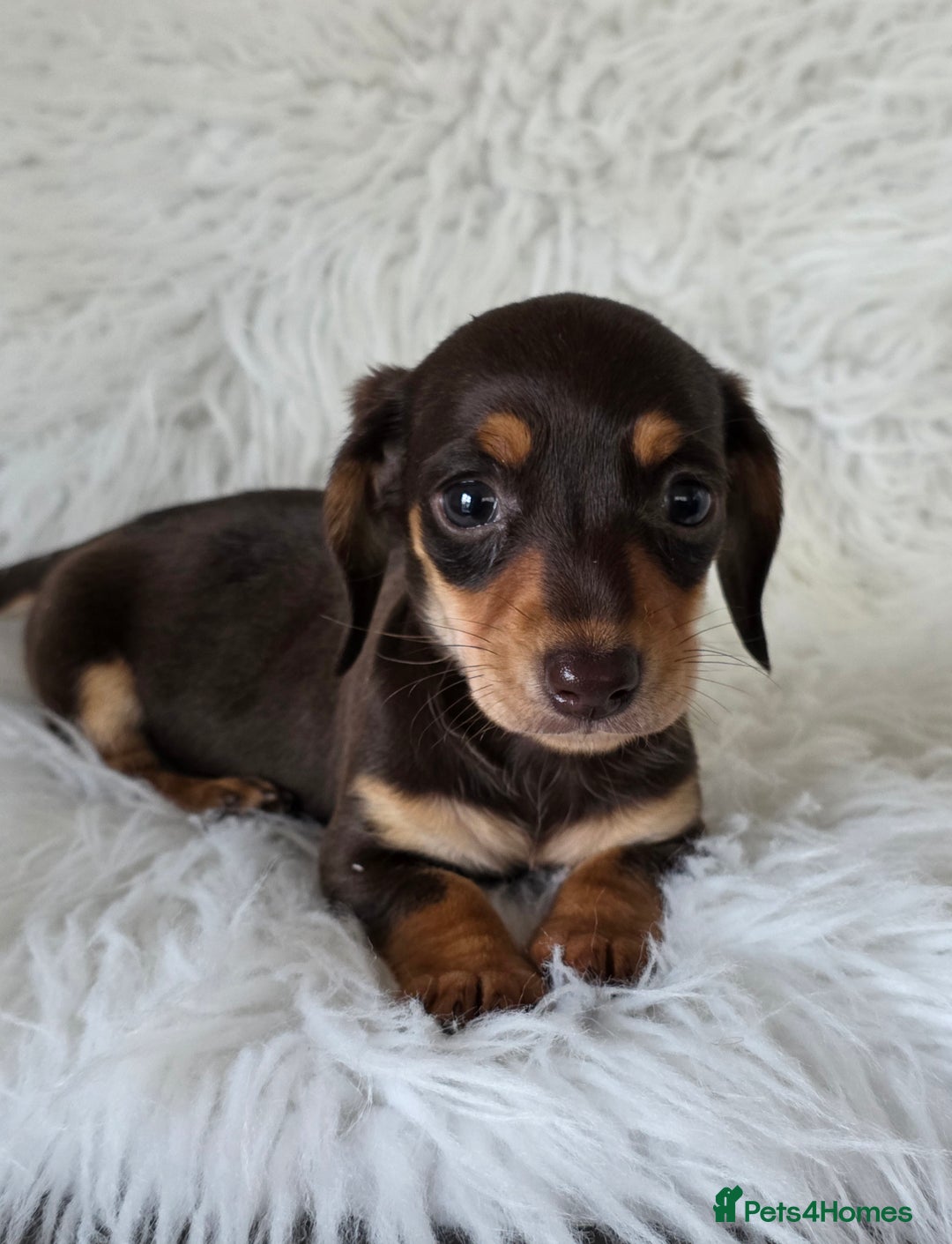 Miniature Dachshund dogs for sale: KC reg, gorgeous litter.5* Licensed. READY NOW  - Advert 10