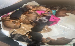 Dachshund dogs for sale: Exceptional dachshunds  - Image 3
