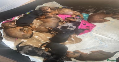 Dachshund dogs - Advert 3