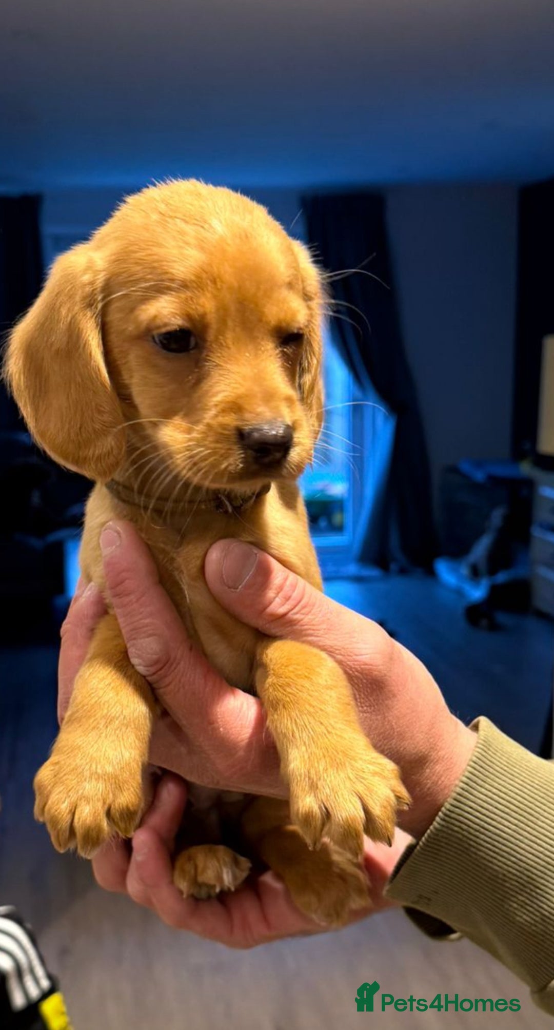 Cockerdor dogs for sale: Fox red cockador  - Image 14
