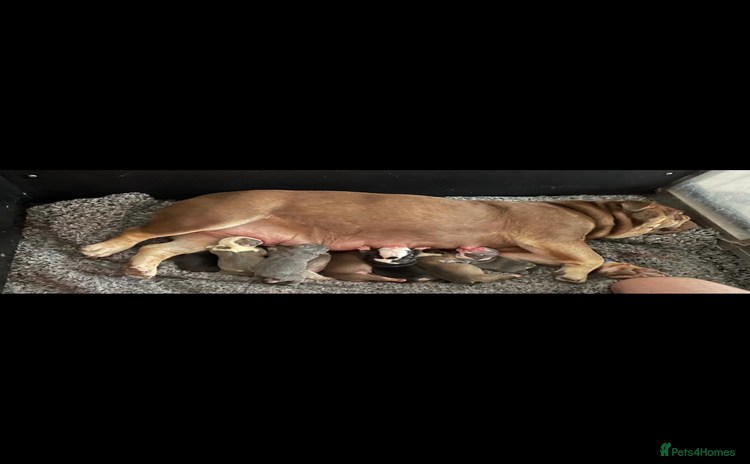 English Bulldog dogs - Advert 4