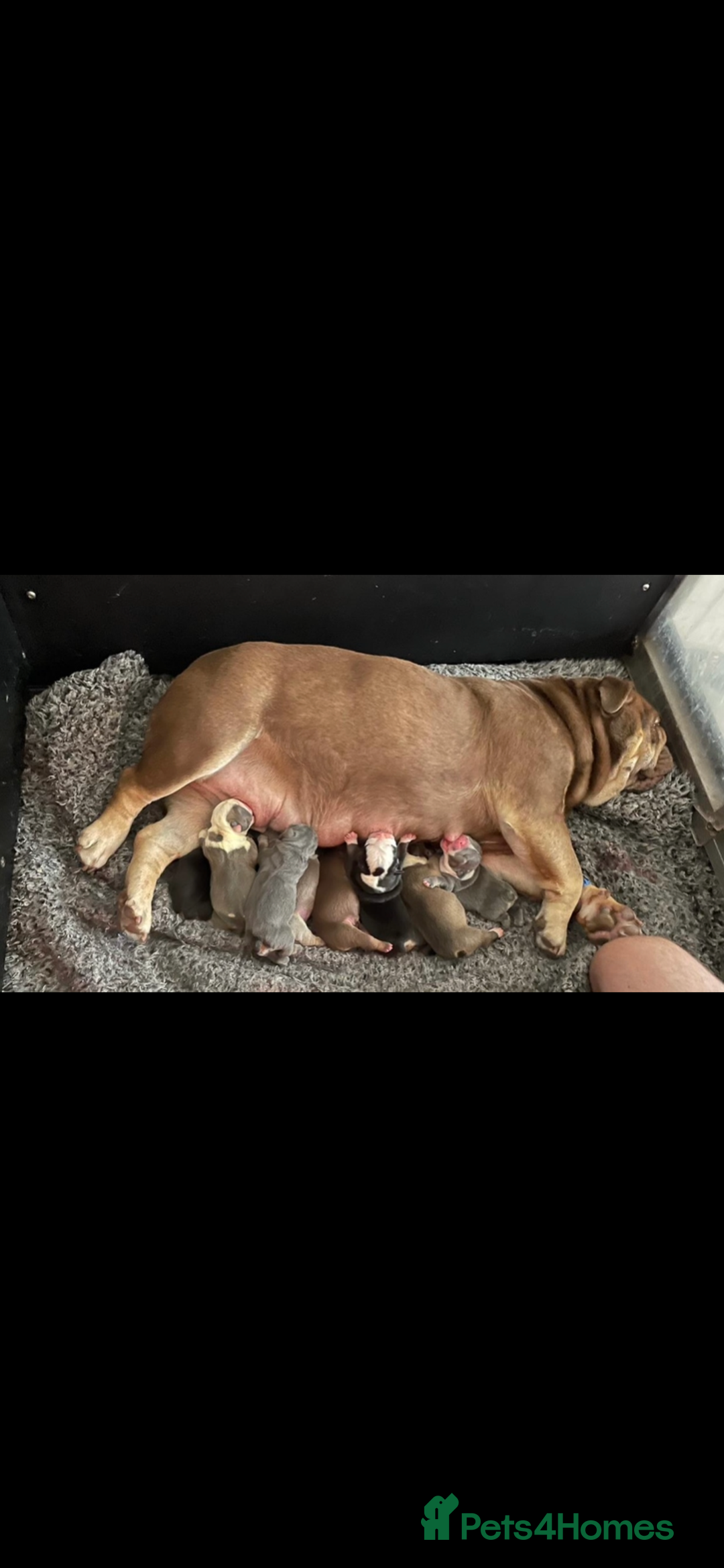 English Bulldog dogs for sale: KC registered English Bulldog Puppies  - Image 35