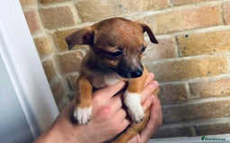 Chihuahua dogs for sale: Chihuahu Puppies - Image 3