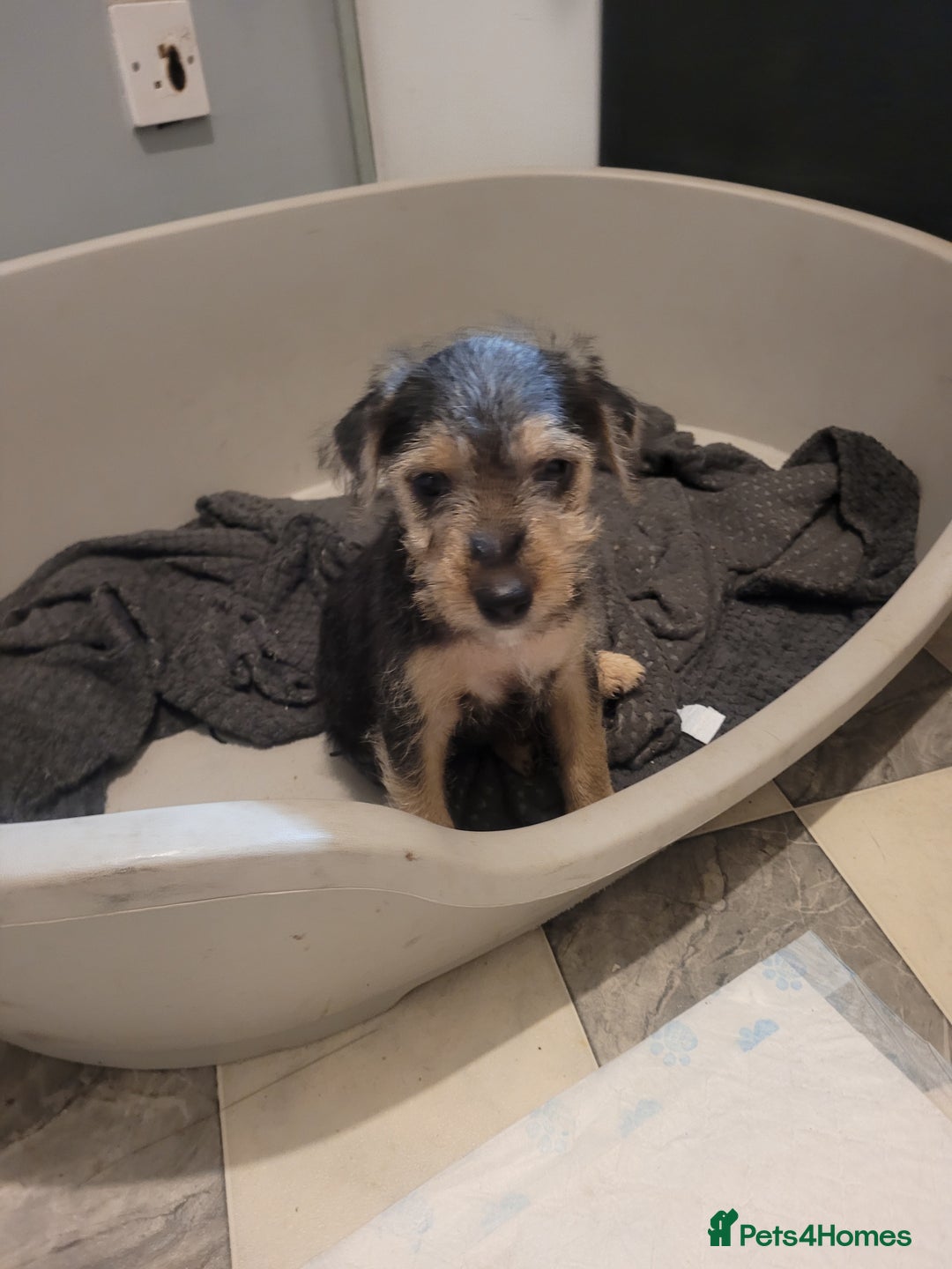 Patterdale Terrier dogs for sale: Patterdale pups - Image 5