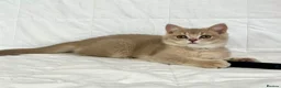 British Shorthair cats for sale: 🐾Purebred BSH Kittens🐾  in London - Advert 16