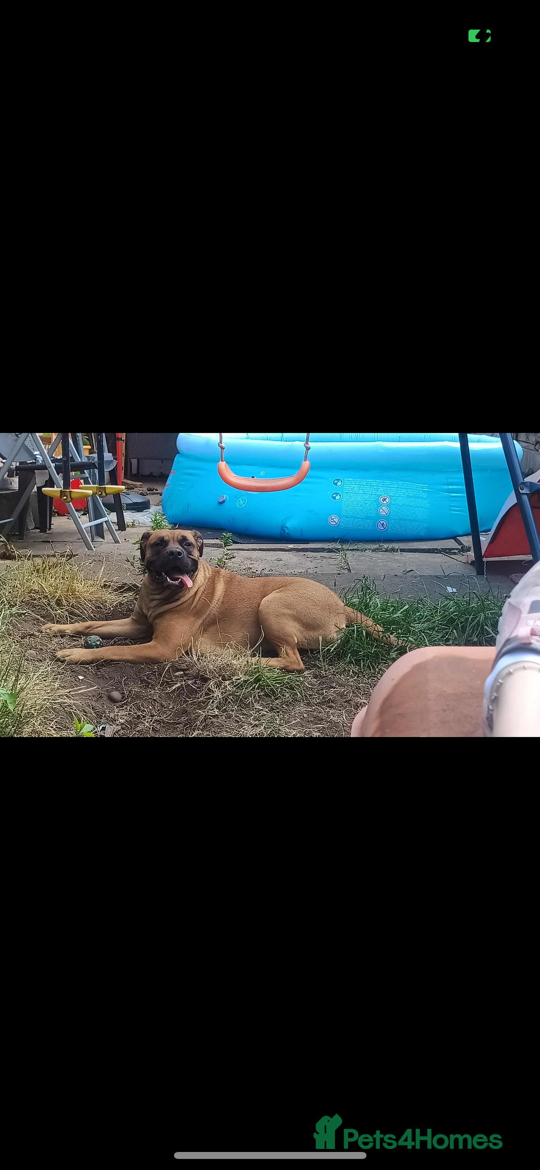 Mixed Breed dogs for sale: Mix boxer / staff  - Advert 10