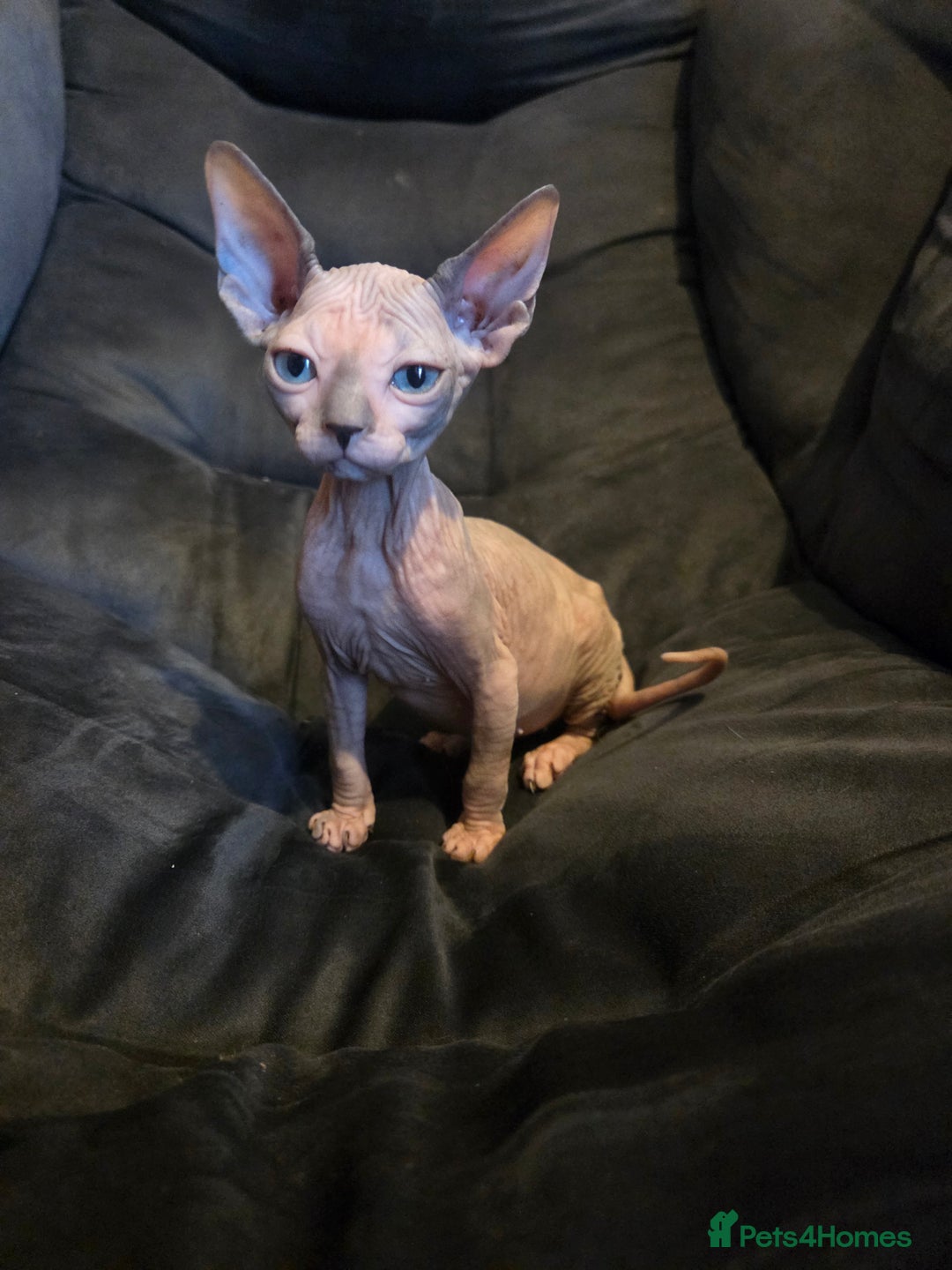 Sphynx cats for sale: Loving Home Wanted – Sphynx Cat for Sale - Image 1