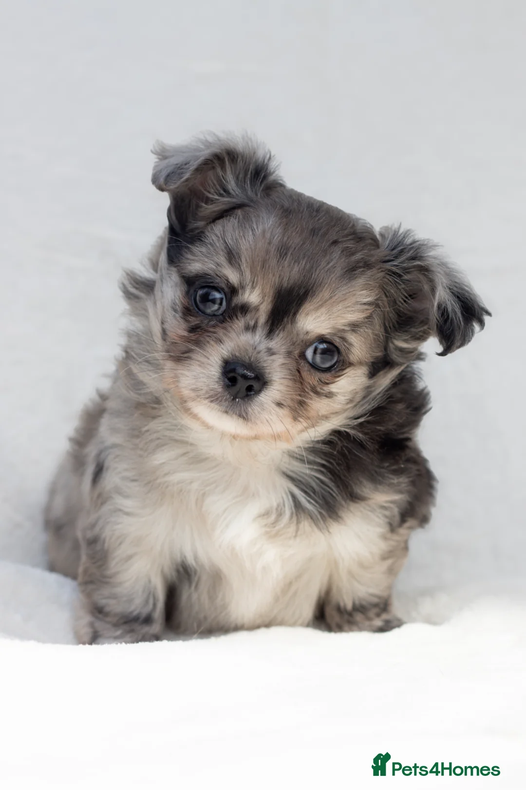 Chihuahua dogs for stud: FULLY HEALTH TESTED STUD - Advert 26