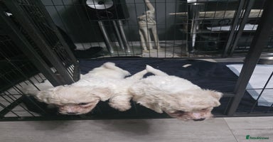 Bichon Frise dogs - Advert 7