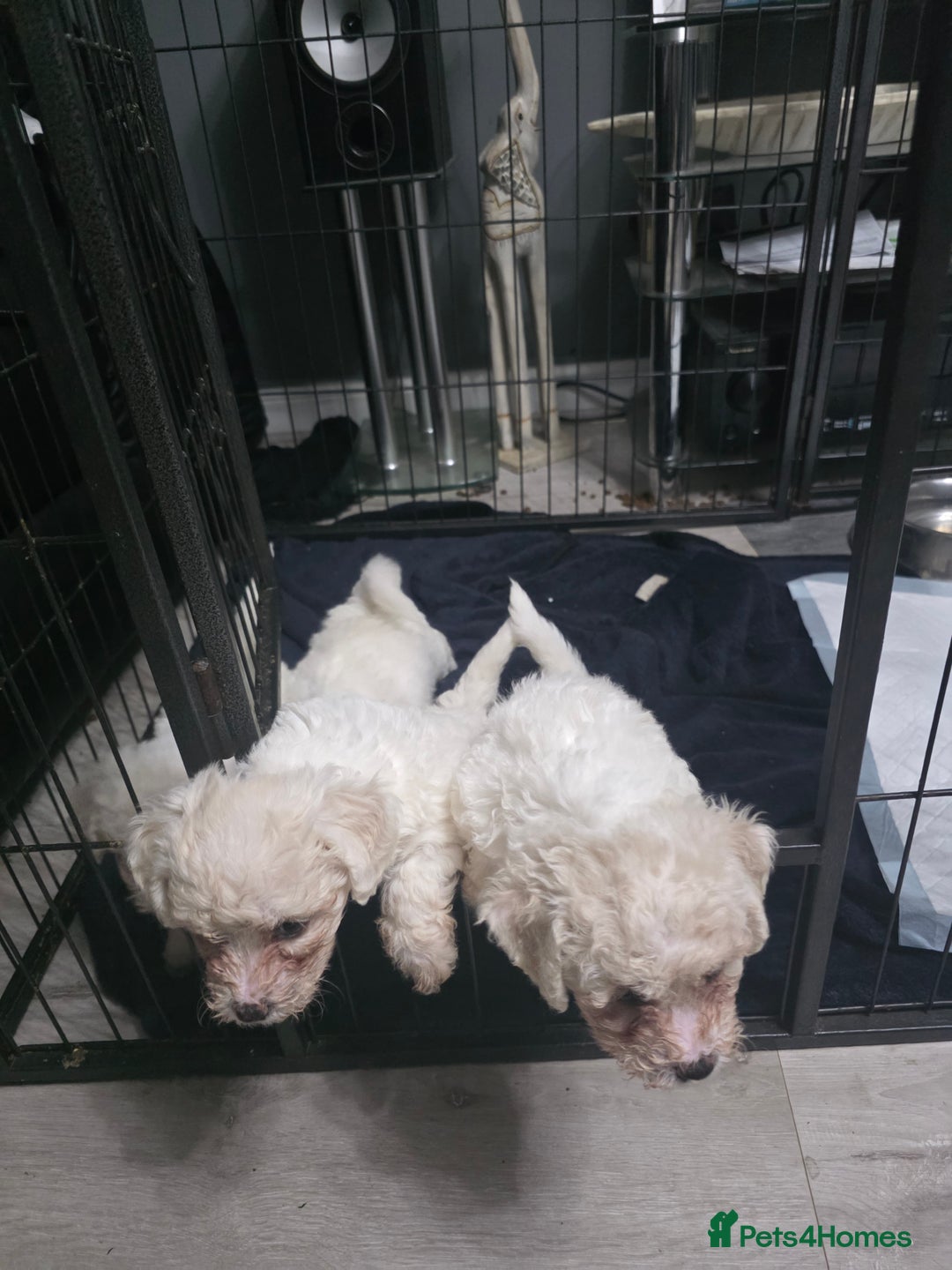 Bichon Frise dogs for sale: 4 bichon frise pedigree pups for sale  - Image 2