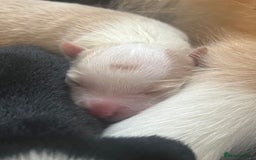 Border Collie dogs for sale: Border Collie Puppies (DNA clear tested parents) - Image 25