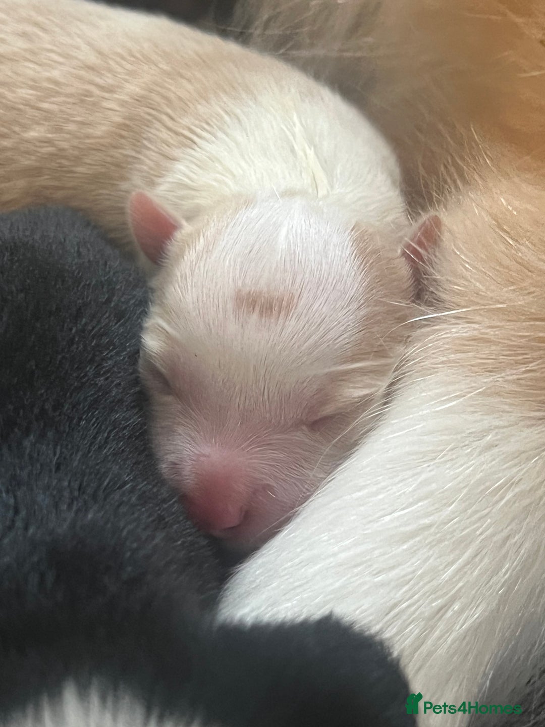 Border Collie dogs for sale: Border Collie Puppies (DNA clear tested parents) - Image 25