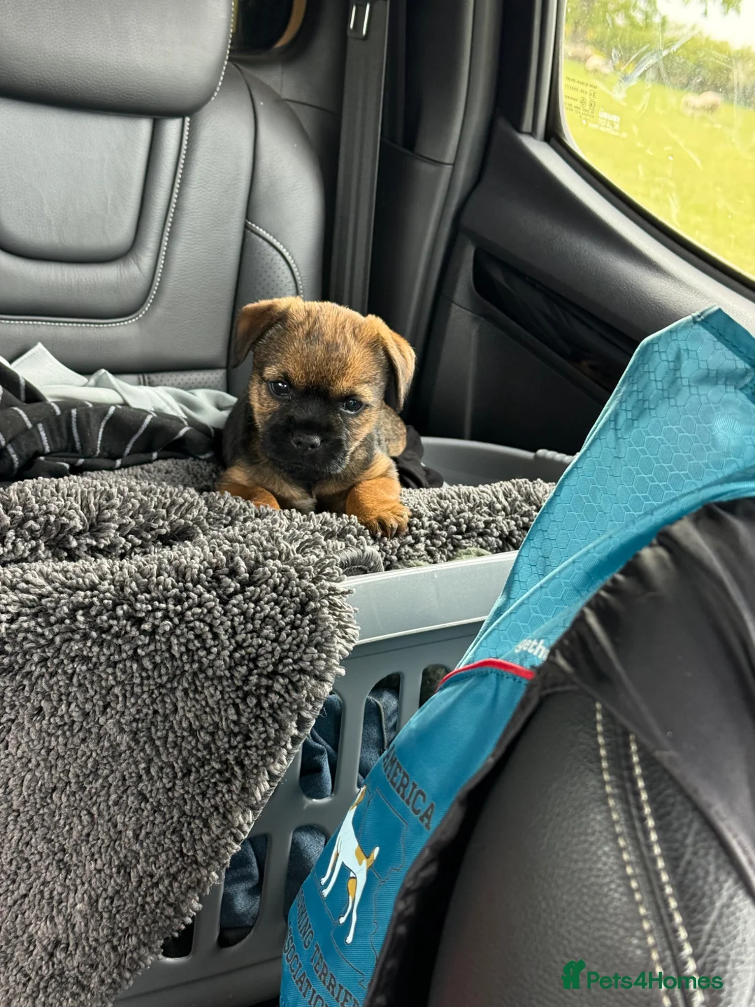 Border Terrier dogs for sale: One Stunning Dog Puppy For Sale - Advert 1