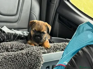 Border Terrier dogs One Stunning Dog Puppy For Sale - Advert 3