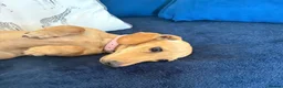 Miniature Dachshund dogs for sale: Smooth haired female mini dachshund pup - Advert 3