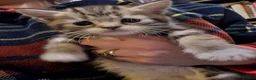 Persian cats for sale: Snuggly babies, chinchilla persian x  in Plymouth - Advert 15