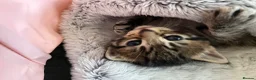 Domestic Shorthair cats for sale: 3 Beautiful Tabby Kittens - 1 Male & 2 Females in Southend-on-Sea - Advert 2