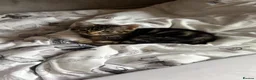 Mixed Breed cats for sale: 10 week old male kitten  - Advert 6