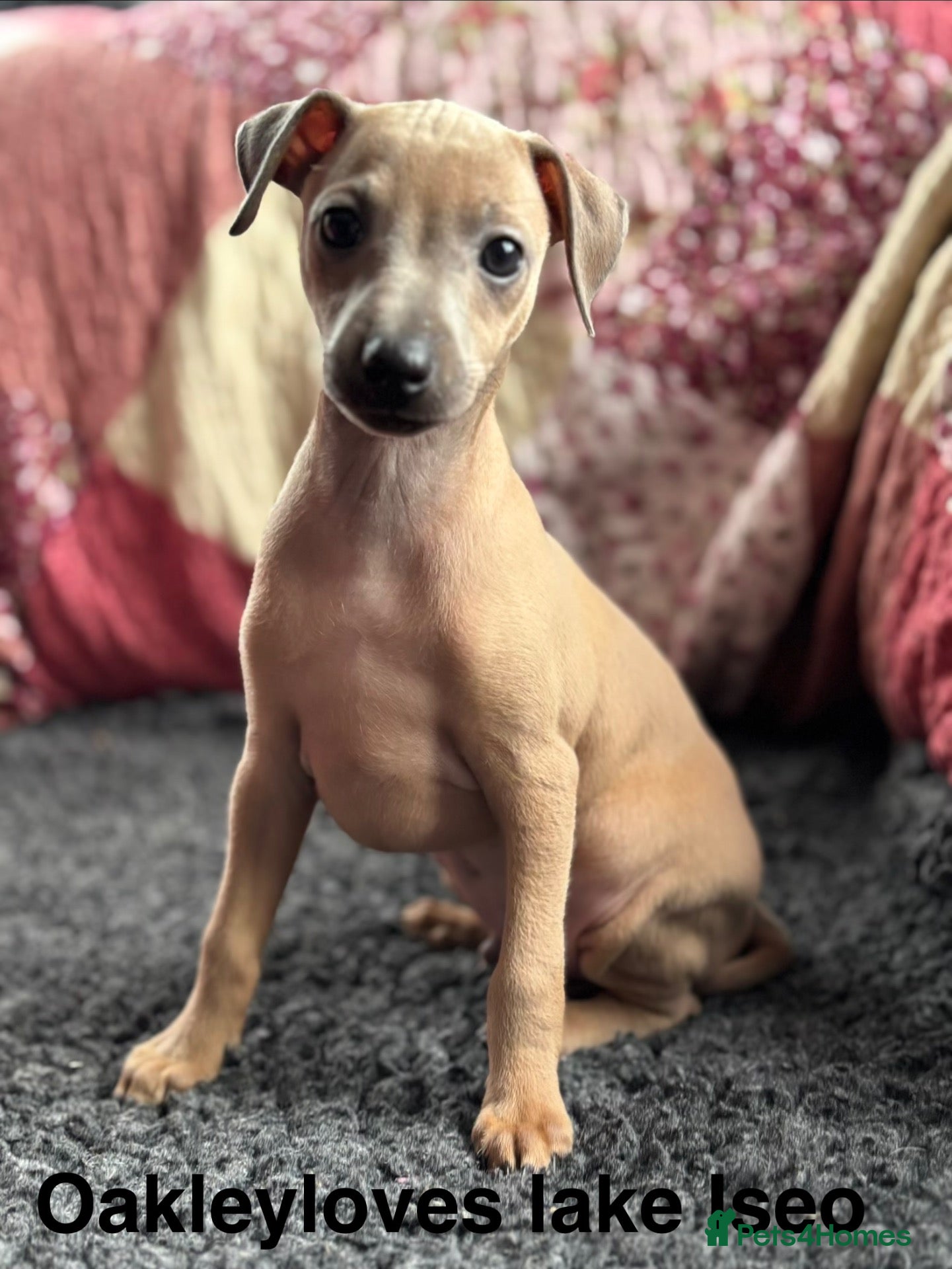 Italian Greyhound dogs Kc Italian fawn boys  - Advert 1