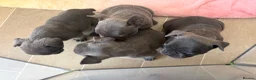 French Bulldog dogs for sale: Beautiful French bulldog puppies  - Advert 11