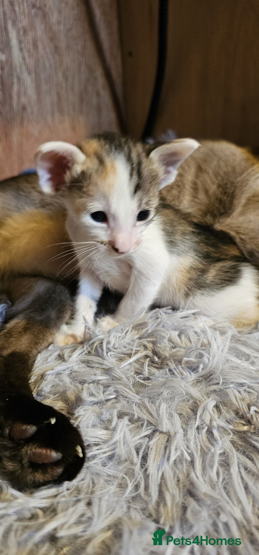 Oriental cats for sale:  GCCF Oriental Kittens For Sale - Image 21