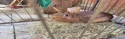 Belgian Hares rabbits for sale: Belgain hare mix female  - Advert 2
