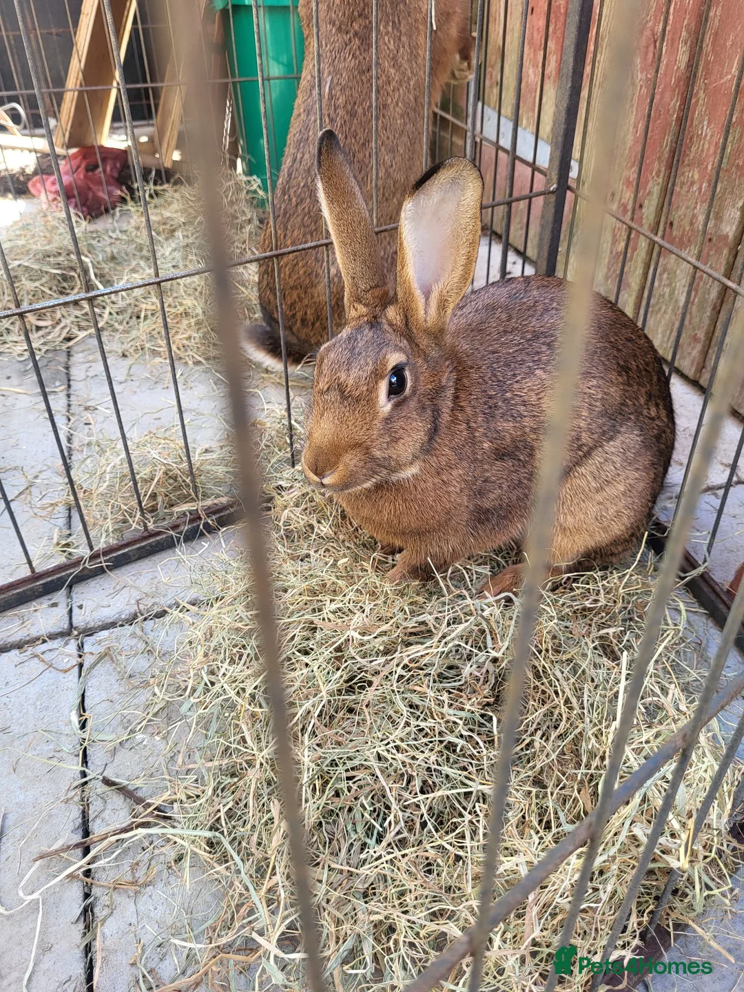 Belgian Hares rabbits for sale: Belgain hare mix female  - Advert 2