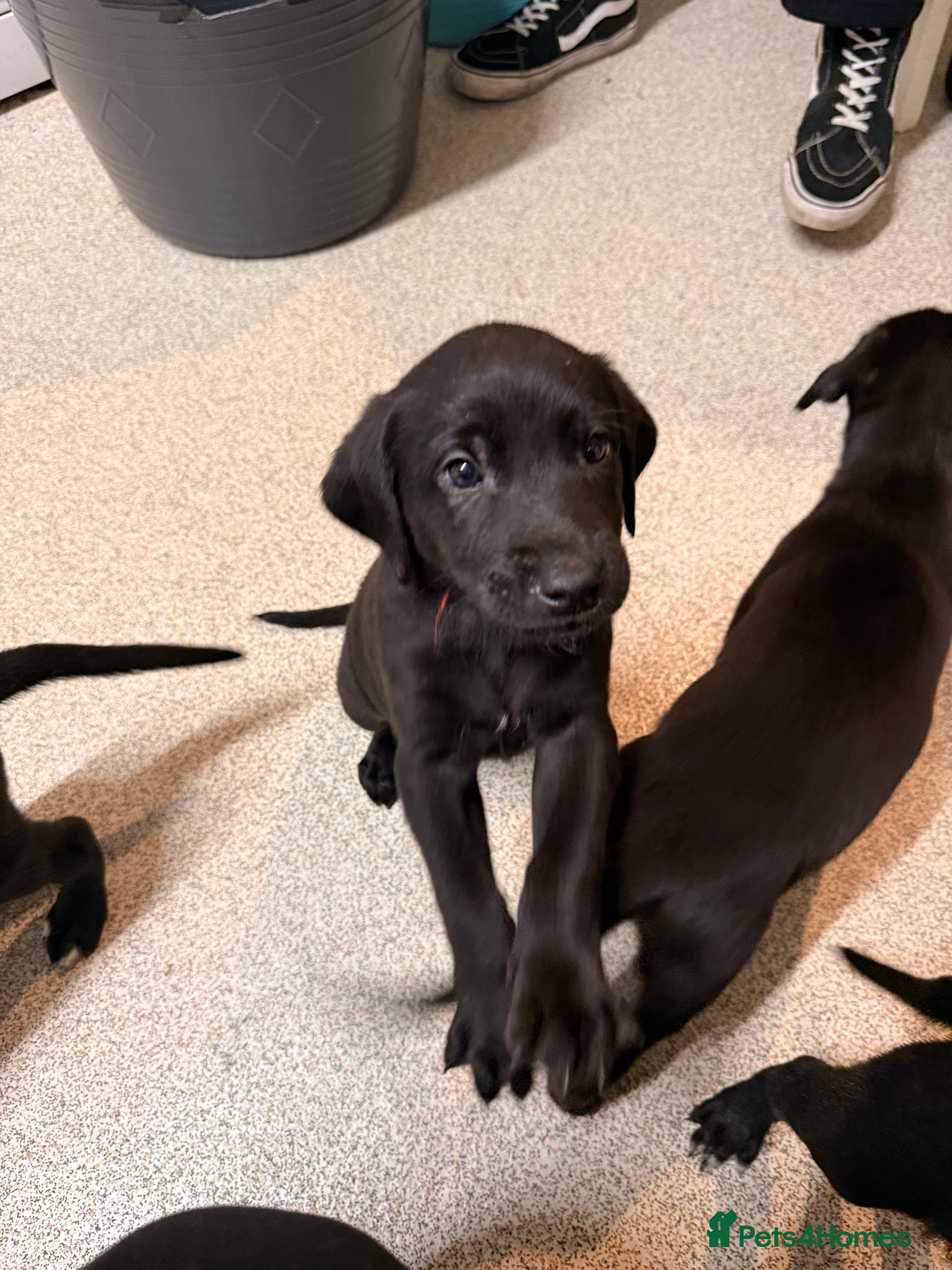 Mixed Breed dogs F1 Bloodhound X German Sheppard - Advert 2