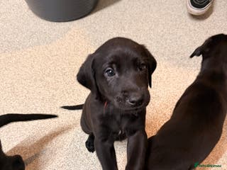 Mixed Breed dogs F1 Bloodhound X German Sheppard - Advert 2