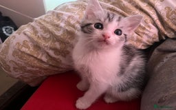 Ragdoll cats for sale: Ragdoll x tabby kittens - Image 12