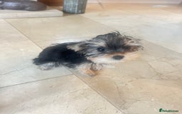 Mixed Breed dogs for sale: Beautiful female yorkie  - Advert 4