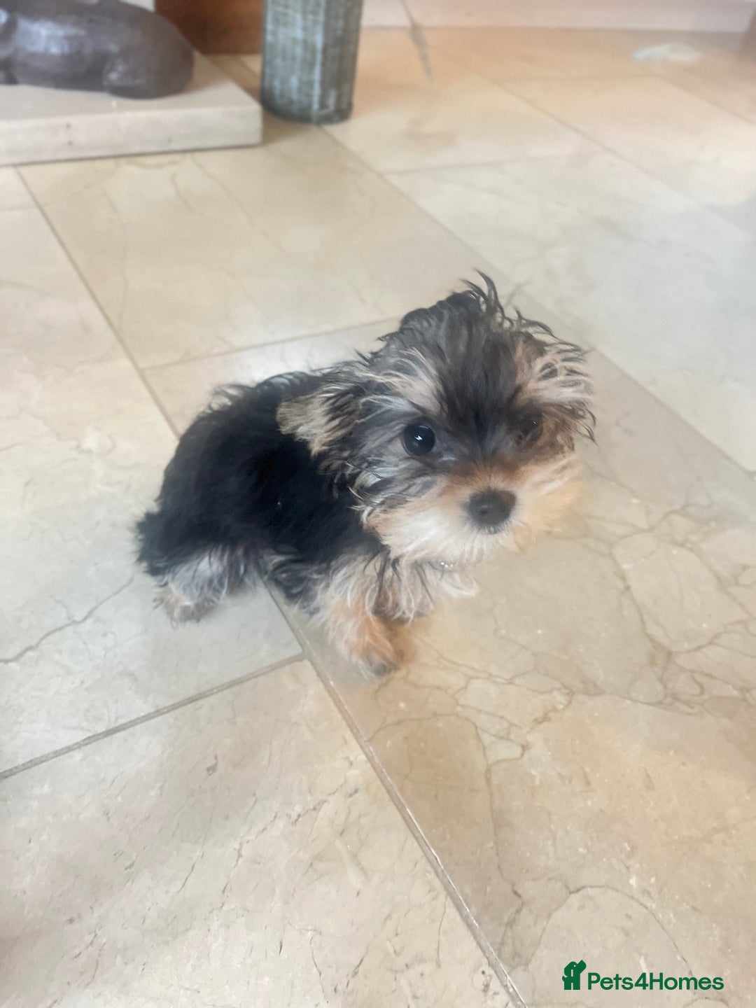 Mixed Breed dogs for sale: Beautiful female yorkie  - Advert 4