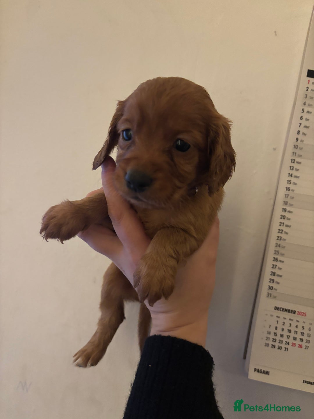 Cocker Spaniel dogs for sale: 🐶Beautiful Cocker spaniel puppies 🐶  - Advert 22