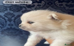 Pomeranian dogs for sale: White KENNEL CLUB Registered CHAMPION Bloodlines - Image 12
