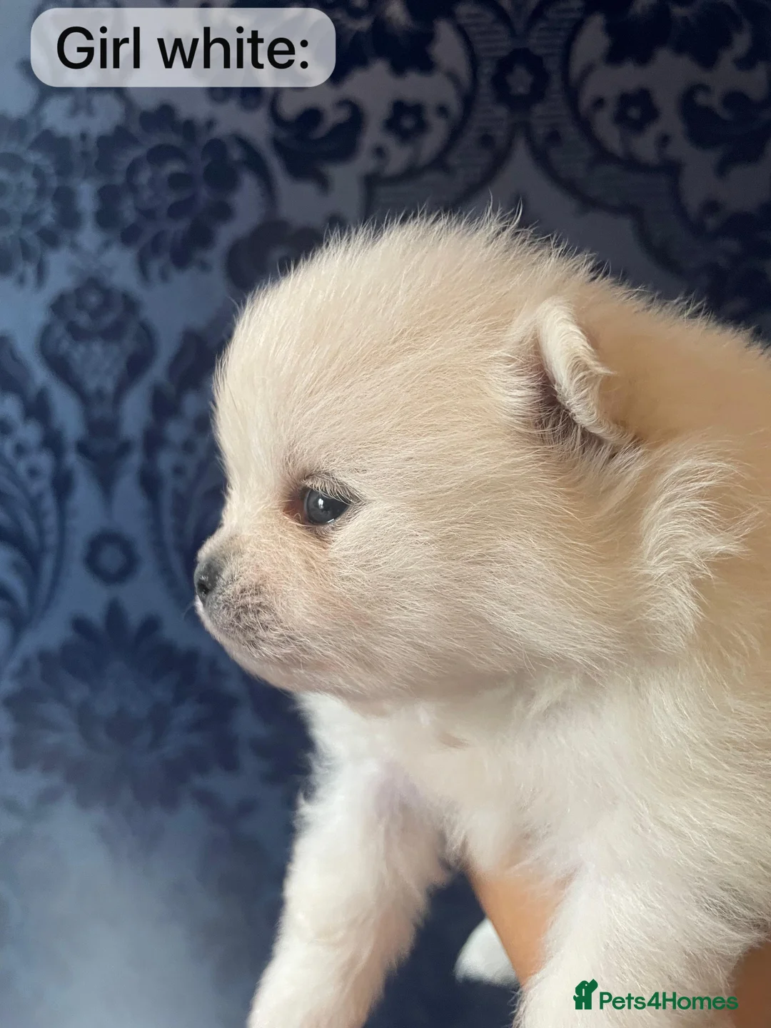 Pomeranian dogs for sale: White KENNEL CLUB Registered CHAMPION Bloodlines - Advert 38