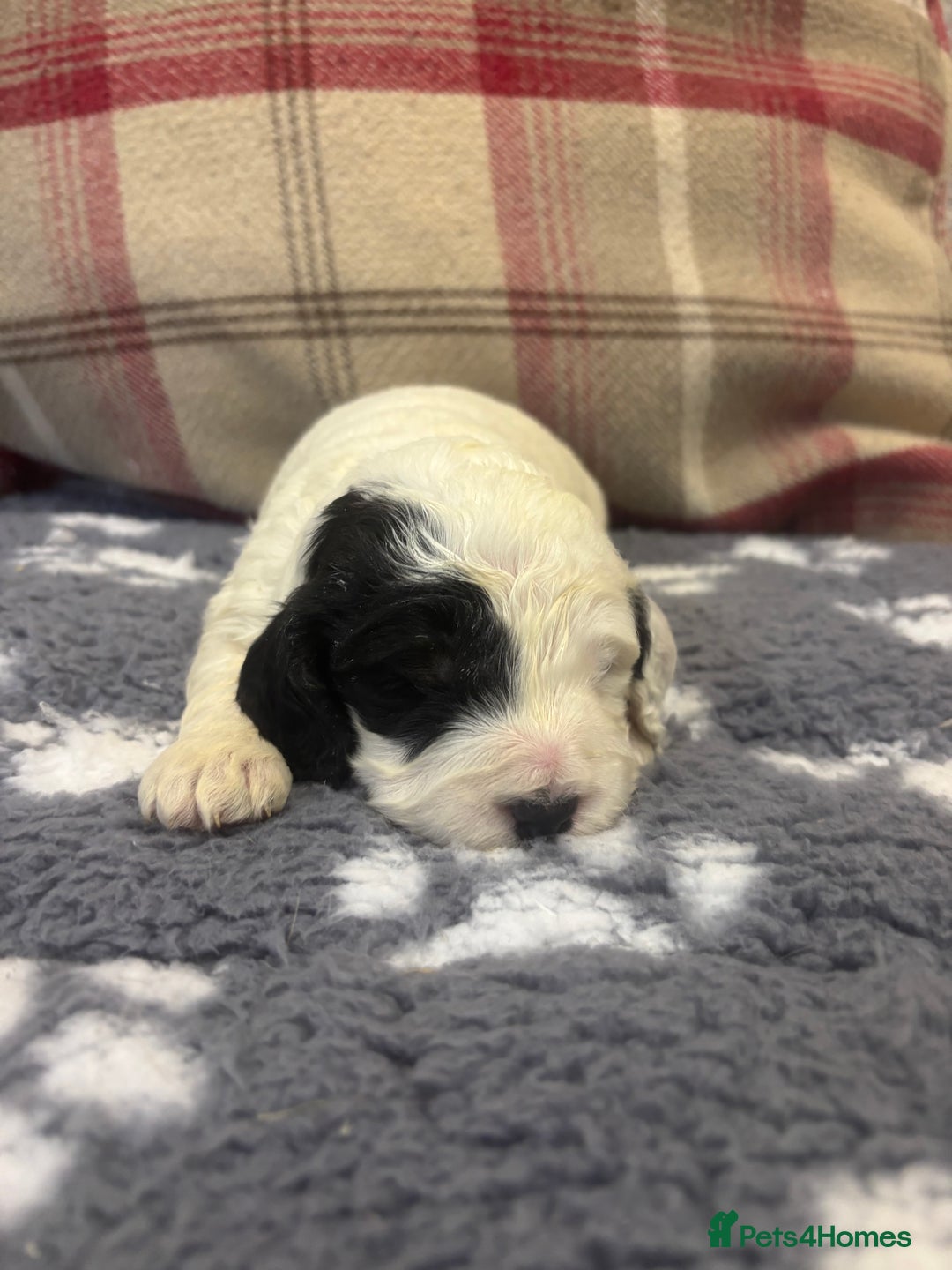 Cockapoo dogs for sale: Stunning F1 Cockapoos - Show H/Tested KC Parents!! - Advert 24