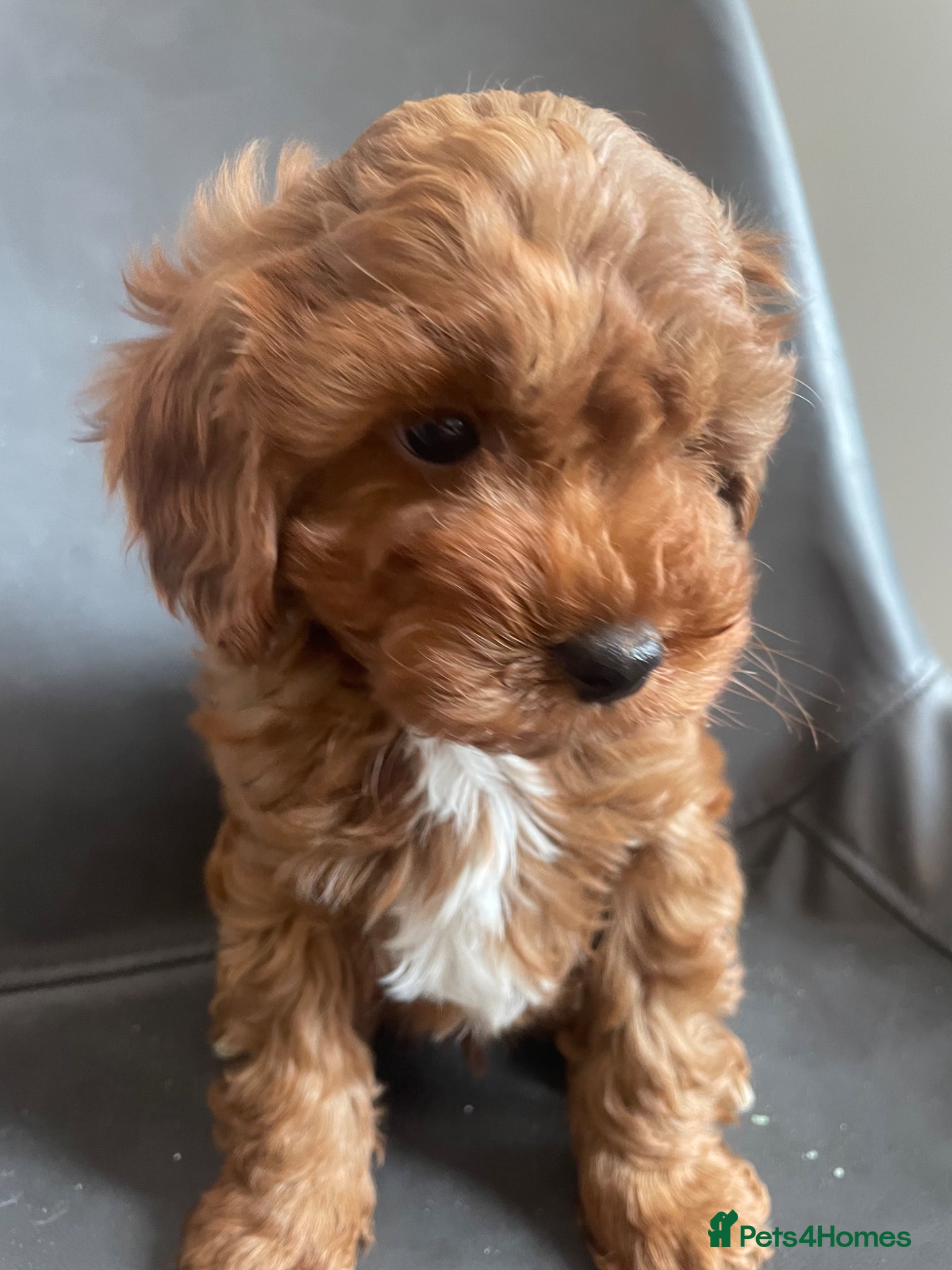 Cavapoo dogs Red f1b Cavapoo’s  - Advert 1