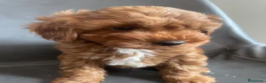 Cavapoo Puppy 1