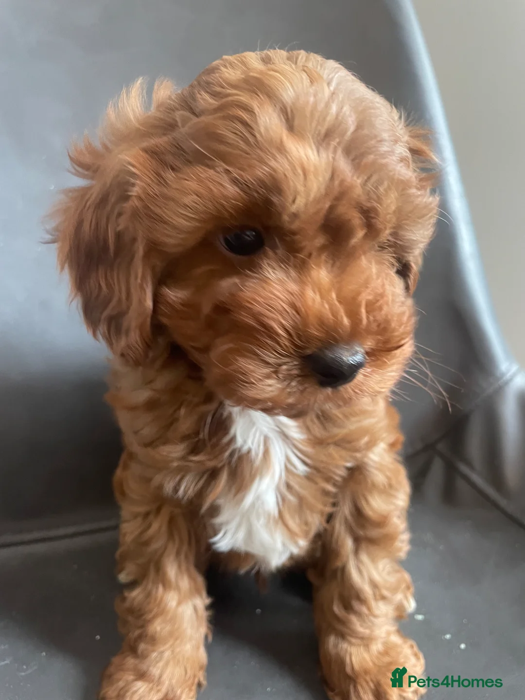 Cavapoo dogs for sale: Red f1b Cavapoo’s  in Wolverhampton - Advert 1