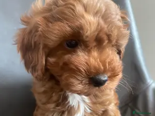 Cavapoo dogs Red f1b Cavapoo’s - Advert 1