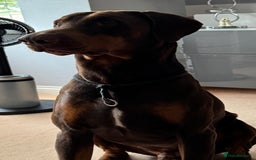 Dobermann dogs for stud: Doberman Available For Stud in Sutton Coldfield - Image 5