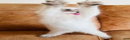 Ragdoll cats for sale: 🐈Pedigree Ragdoll Champion line 🏆 GCCF kittens  - Advert 34