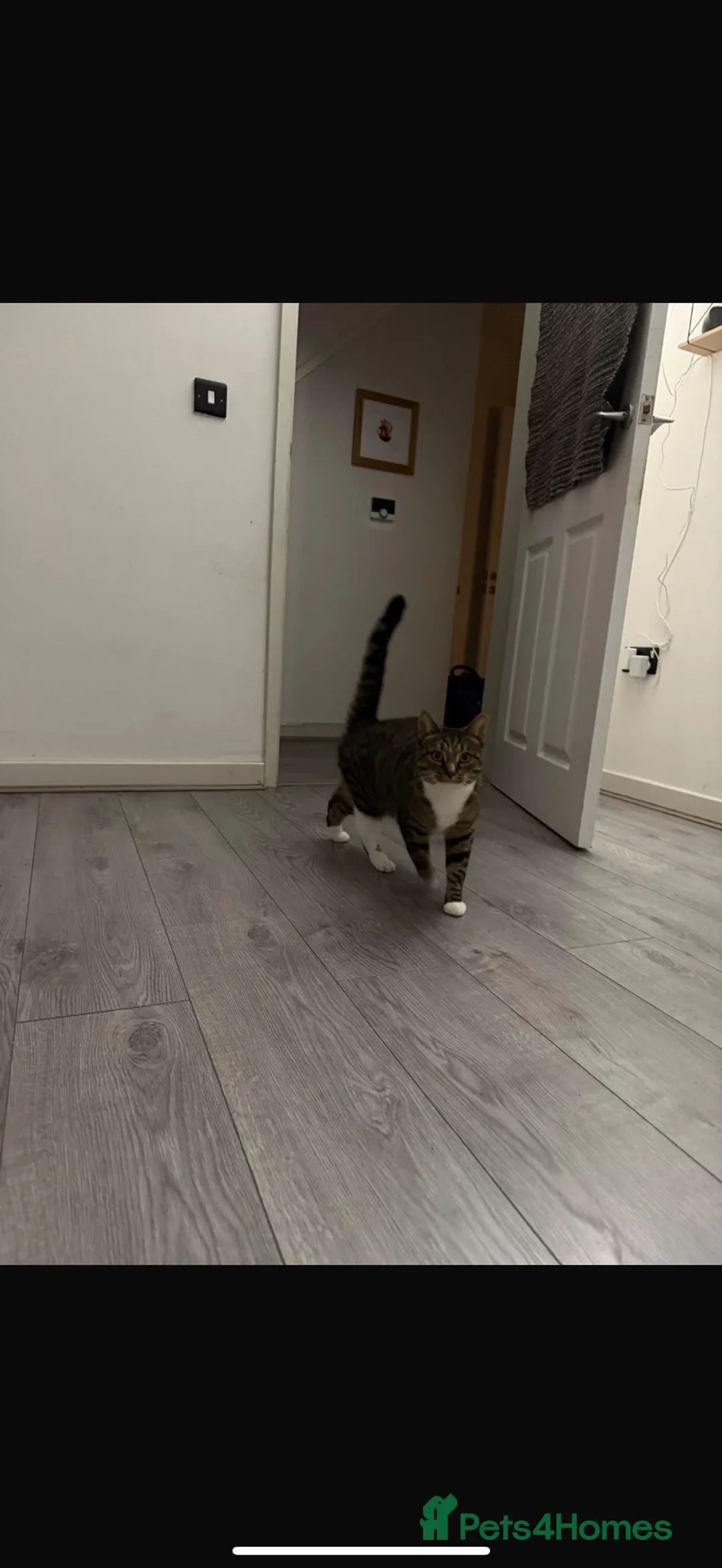Mixed Breed cats for sale: 4 year old female cat-Daisy  in Amlwch - Advert 2